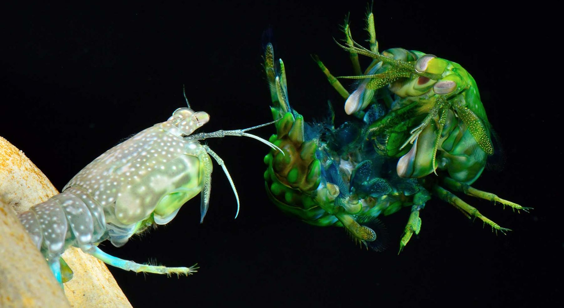 Mantis shrimp fighting. Credit: Roy Caldwell
