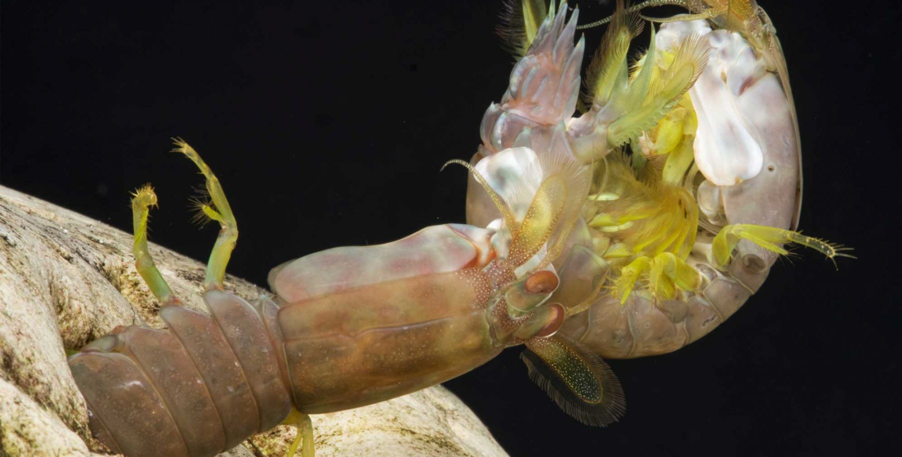 Mantis shrimp striking. Credit: Roy Caldwell