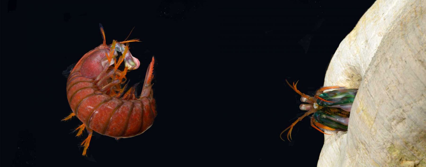 Mantis shrimp contest. Credit: Roy Caldwell